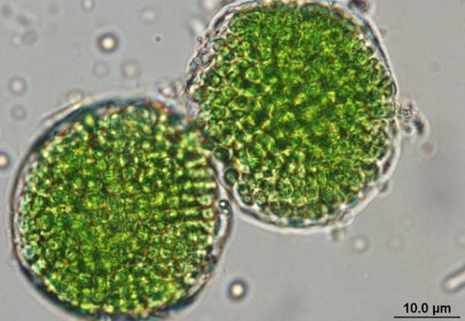 Extremophile