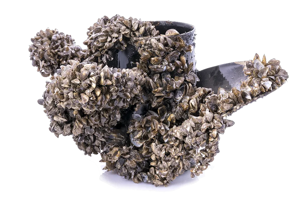 zebra mussels on a propeller