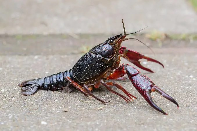 Procambarus Clarkii, Red Swamp Crayfish