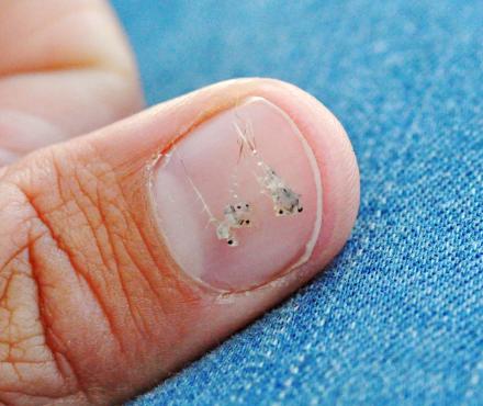 Spiny Waterflea