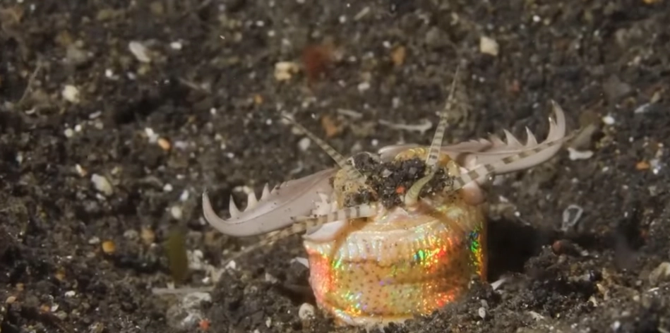 Giant Bobbit Worm