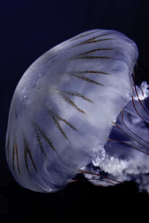 Jelly Fish