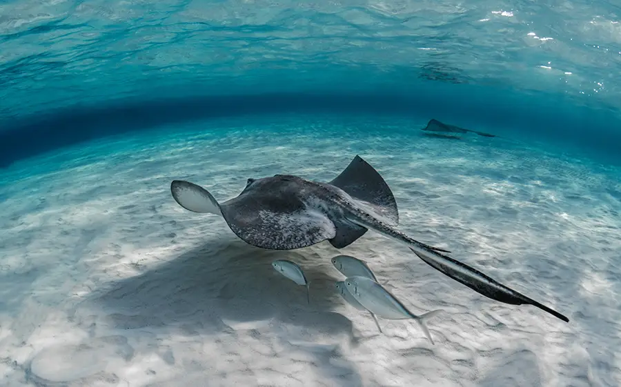 sting ray