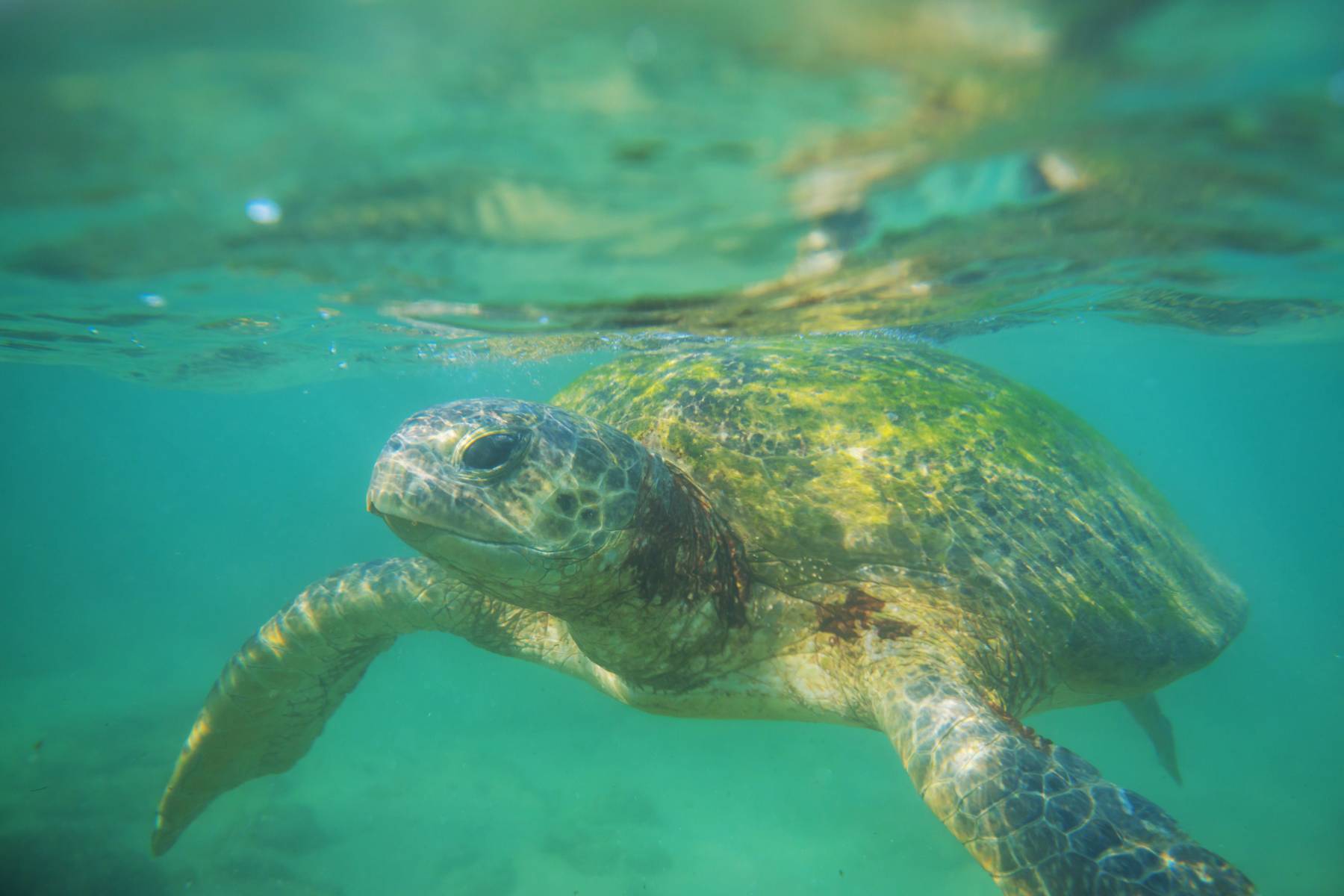 Sea Turtle, National Ocean Appreciation Day
