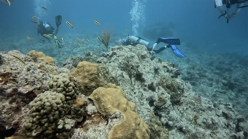 Coral Reef with divers