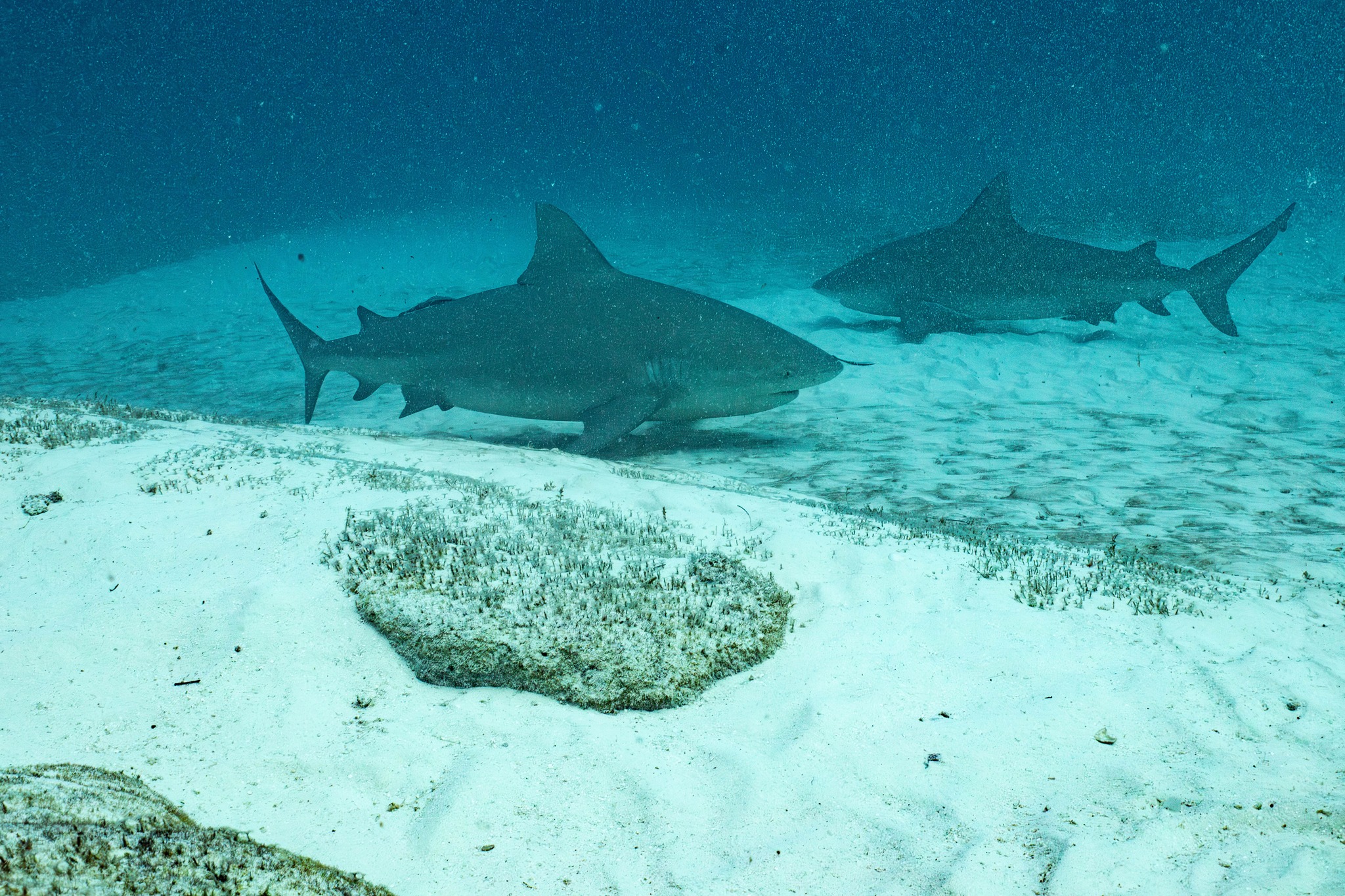 Bull sharks