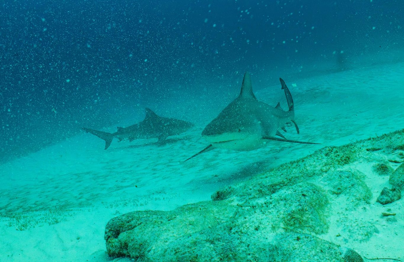 Bullshark