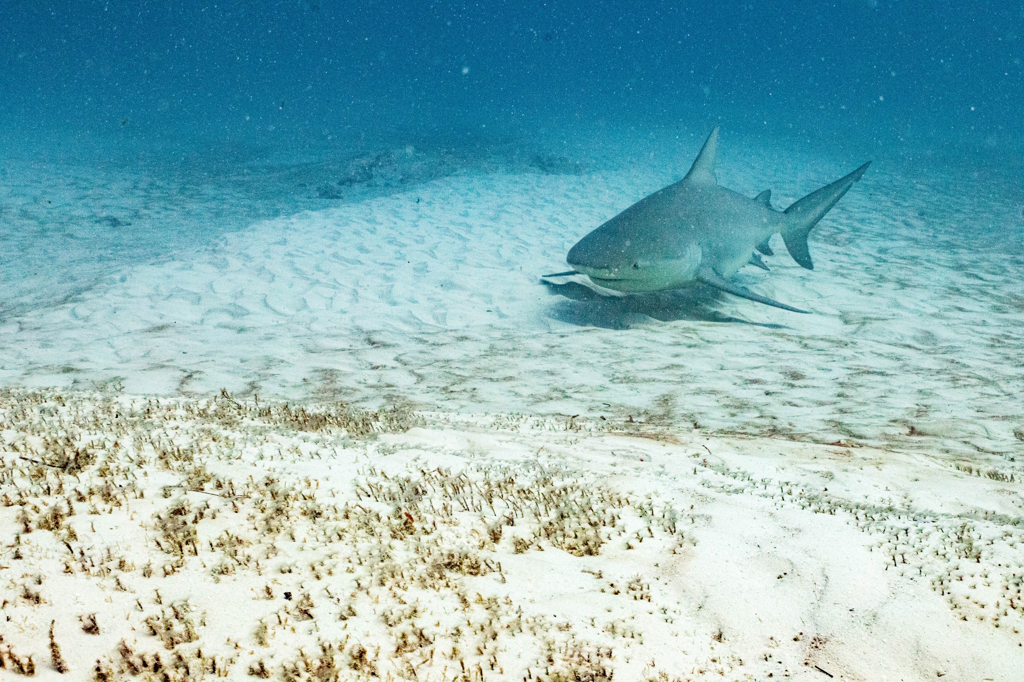 Bullshark