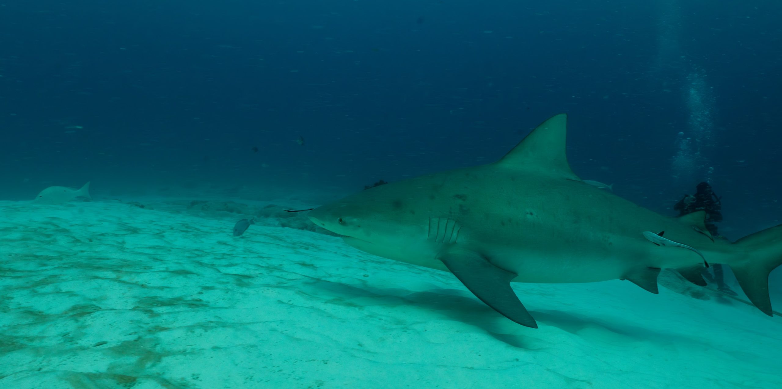 Bull sharks