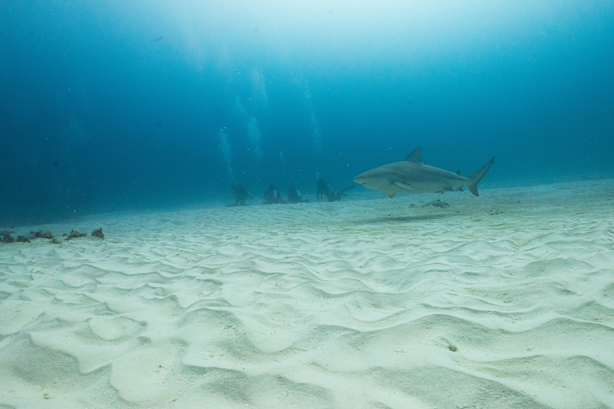 Bullshark
