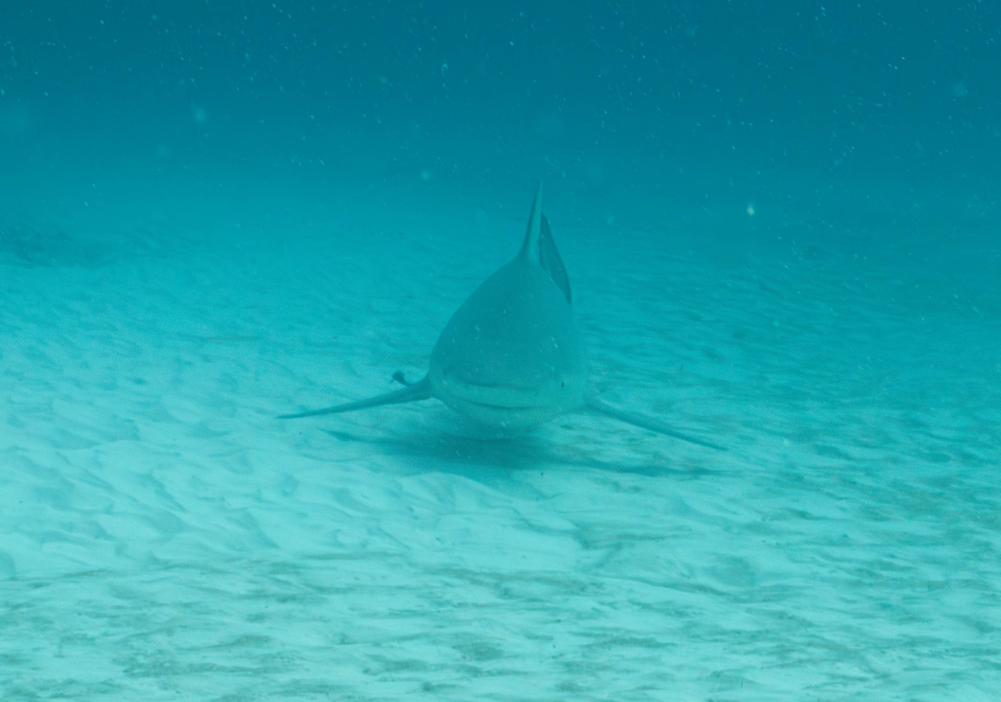 Bullshark