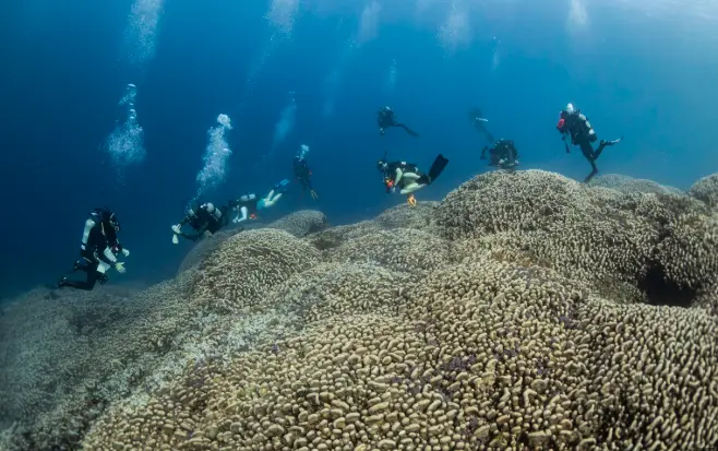 largest coral colony