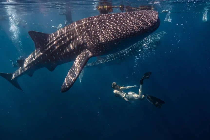 Whale Shark