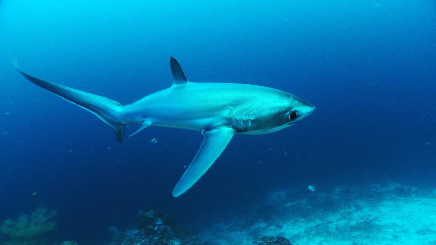 Bigeyed Thresher Shark