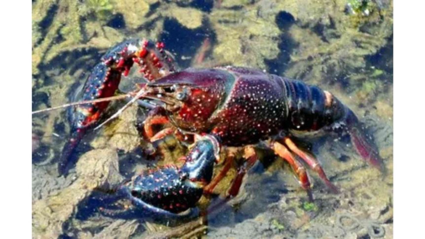 Red Swamp Crayfish