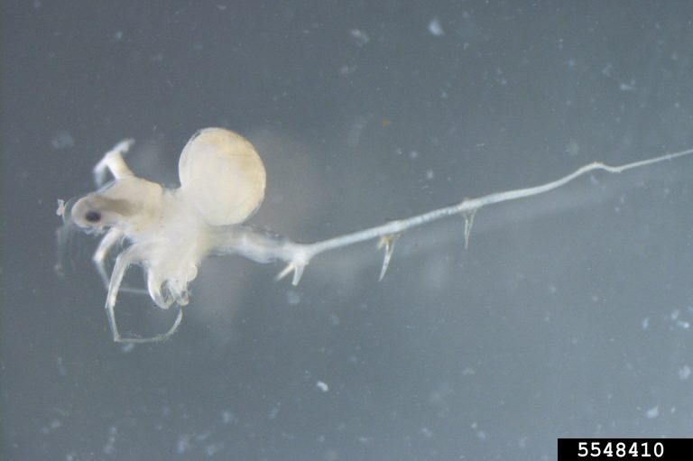 Spiny Water Flea