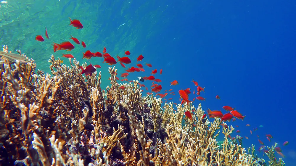 coral reef important to fisheries