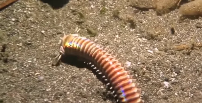 Giant Bobbit Worm