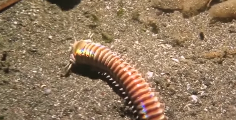 Featured image for “The Enigmatic Giant Bobbit Worm:”