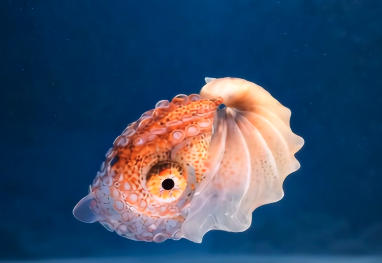 Featured image for “The Greater Argonaut”